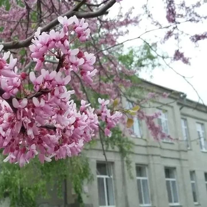 
Жизнь Первой Школы
