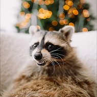 Енот Тема @raccoon_tema