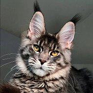 Мейн-куны из Kotoamatsukami @mainecoon