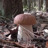 Грибы России @mushroomsrussia67