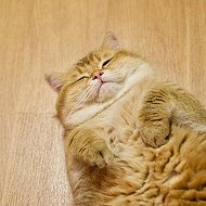Кот Хосико @hosico