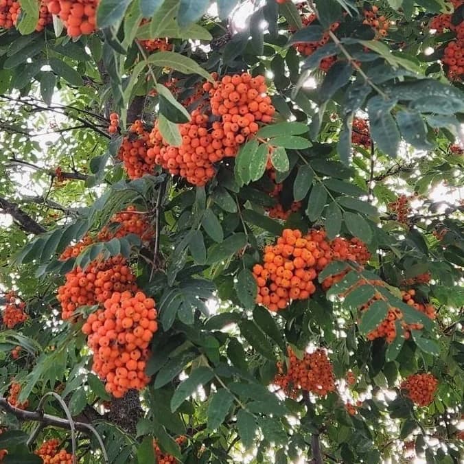 
Пчелы Огород Заготовки
