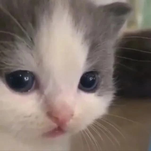 
не вешай носик котёночек
