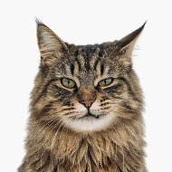 Приключения натуралиста @pets