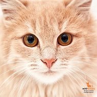 Приют «Муркоша» @catsforpeople