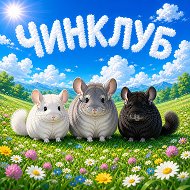 ЧинКлуб - всё о шиншиллах @chinclub