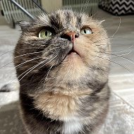 Кошка.ru @koshka