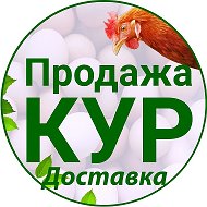 Продажа и доставка Кур-несушек | Куры76.рф @prodaza_kur