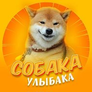 Собака-улыбака | Собаки Юмор Животные @sobaka_dobro