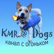 KMR@Dogs-животные, смешные животные, смешные видео, юмор, птицы, собаки, кошки, обезьяны. @KMRDogs
