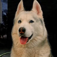 Хаски Бандит @husky_bandit
