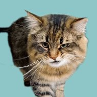 Котейкин @id_koteykin