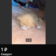 невсратые котята с авито в макс @vskotavito