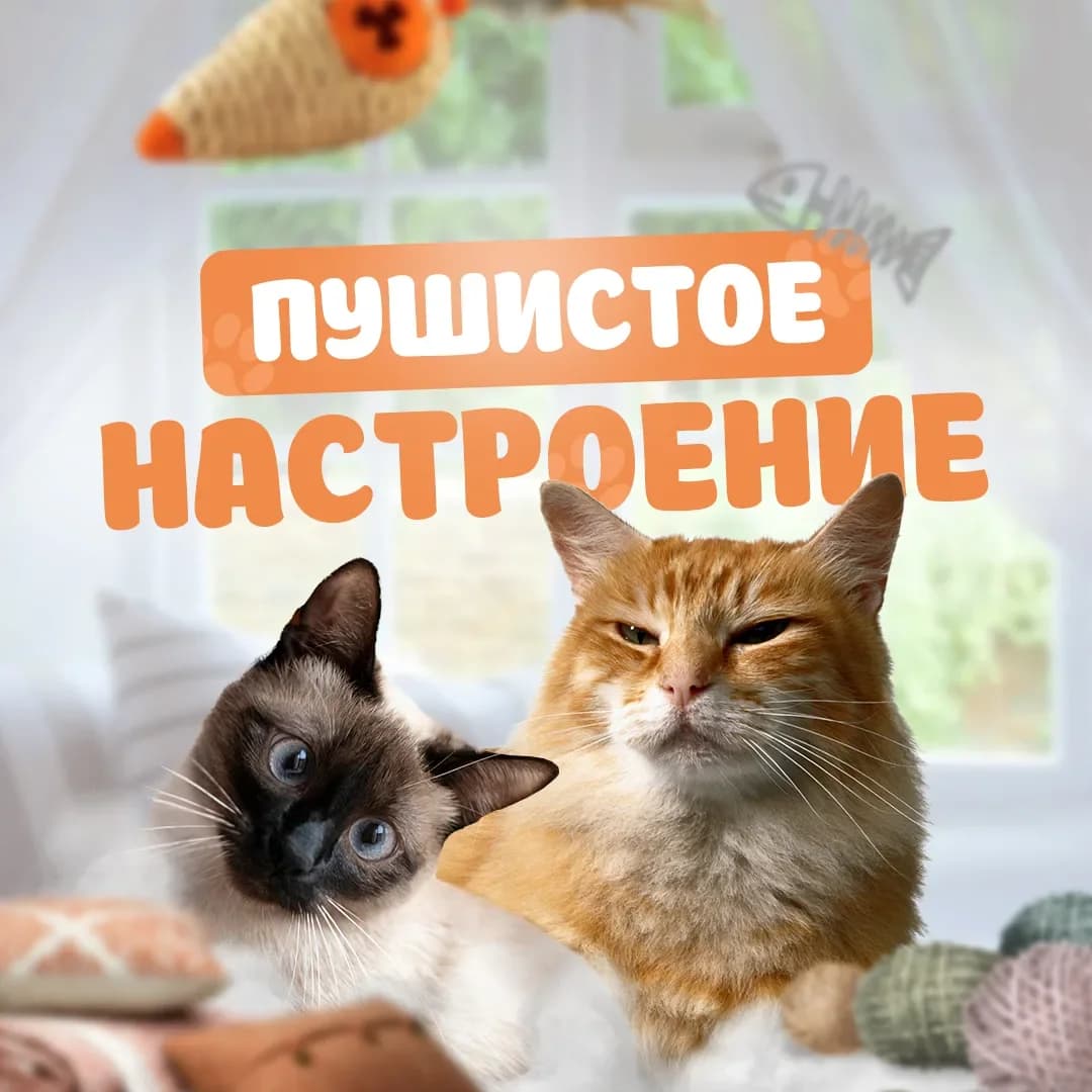 
Пушистое настроение | Котики
