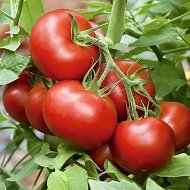Клуб любителей томатов @tomato_lovers_club