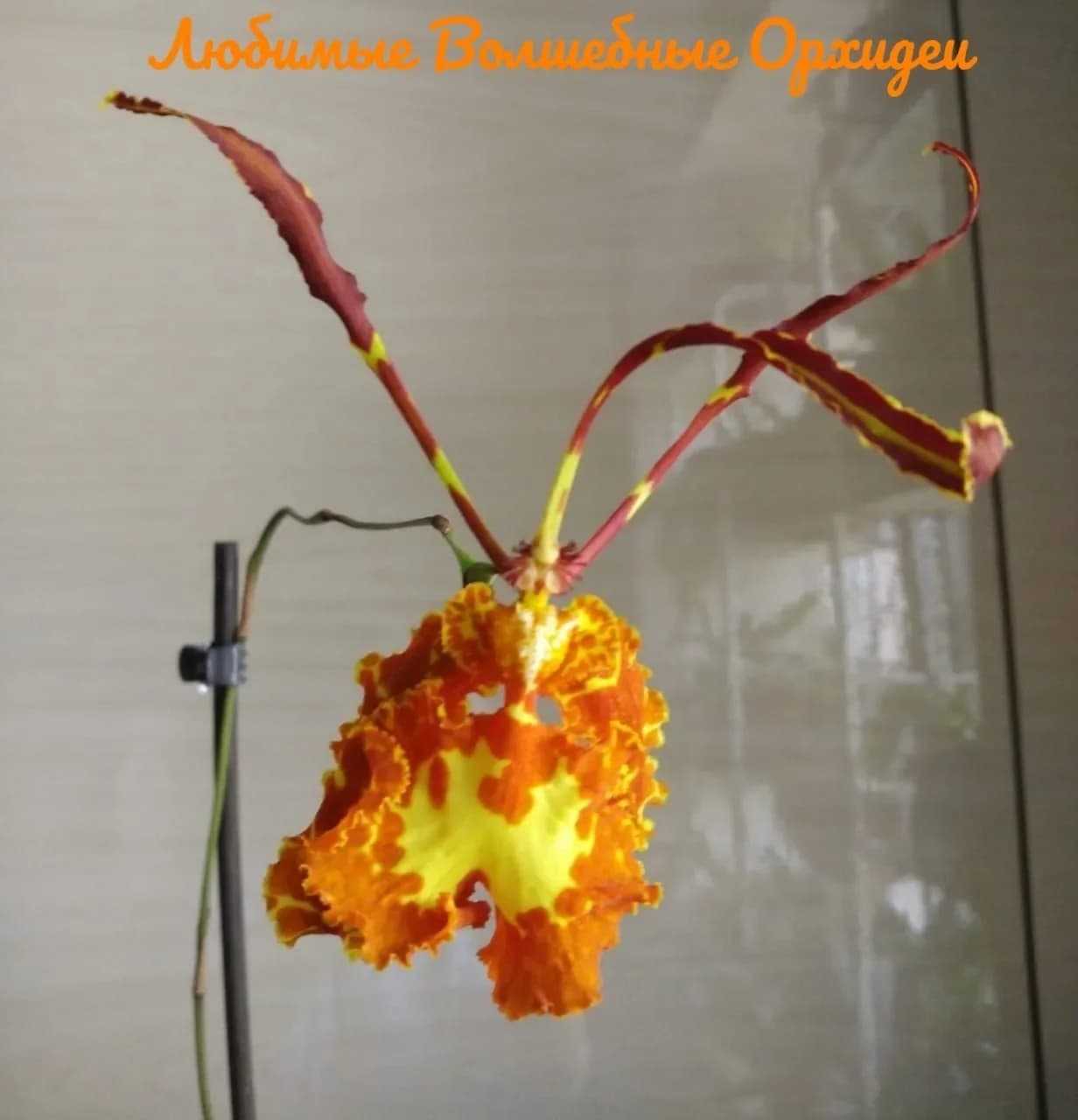 
Любимые Волшебные Орхидеи Favorite Magic Orchids

