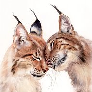 KatyaBobCat @katyabobcat