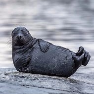 Животные - мои друзья🤗 @liveanimalsnature