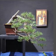 Мастерская бонсай и ниваки @dao_bonsai