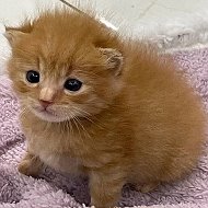 котята как смысл жизни @noocho