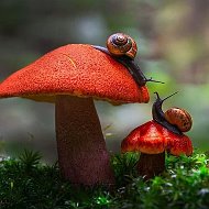 ГРИБНИКИ ПОДМОСКОВЬЯ @gribpodmoskvoi