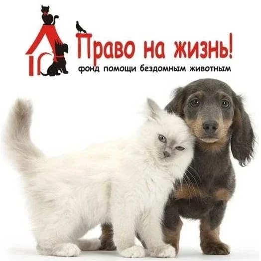 
Помощь животным Ноябрьска
