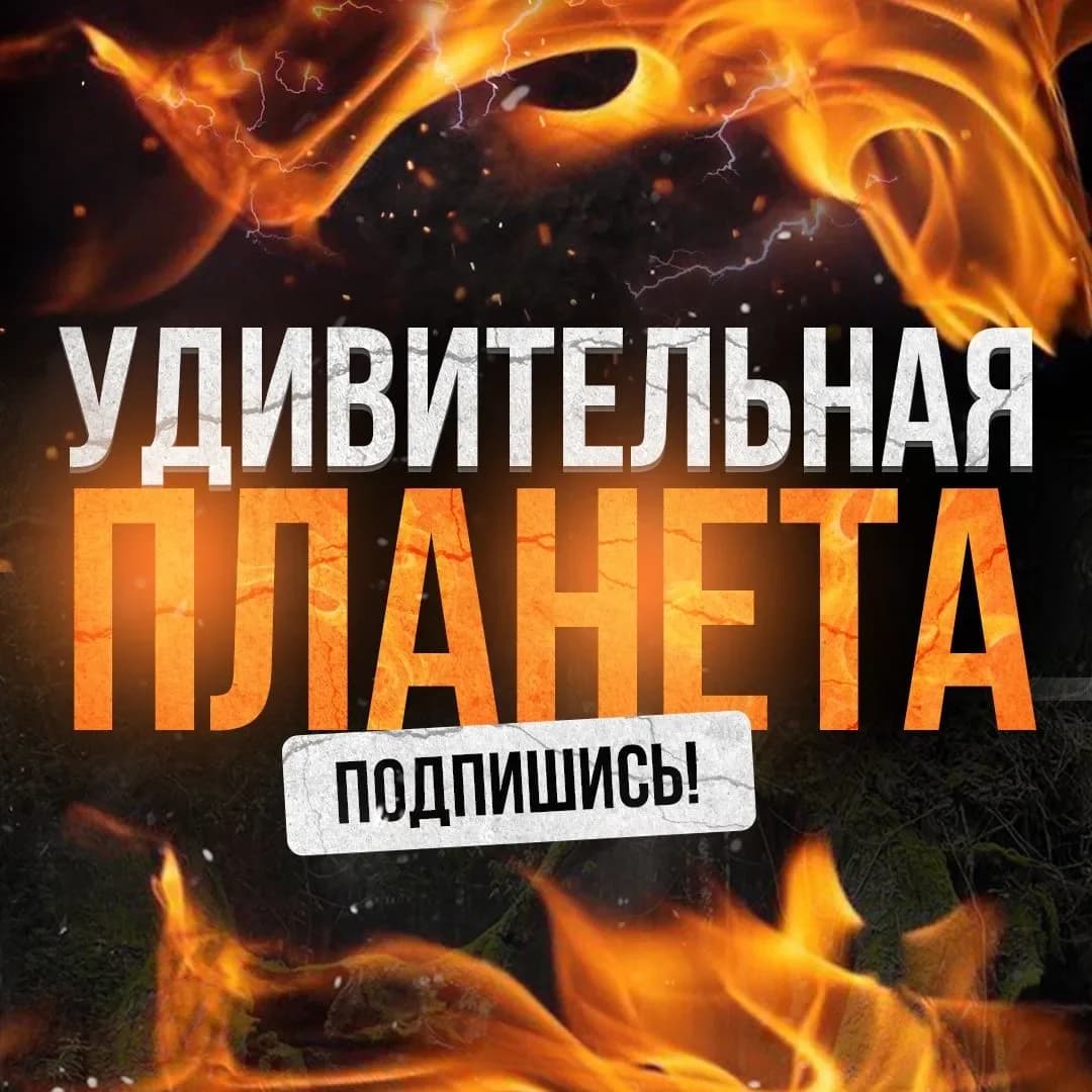 
Удивительная планета
