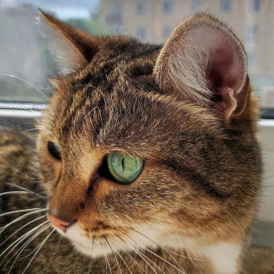 
Ни дня без КОШКИ
